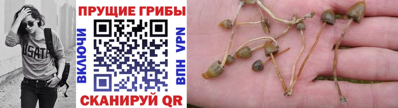 Купить где  Чебаркуль  Галлюциногенные грибы прущие грибы 